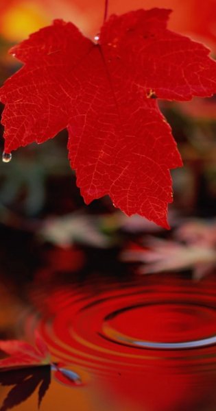 Кленовый лист