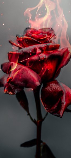 Android Wallpaper (499)
