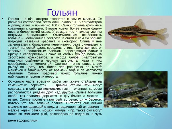 Гольян