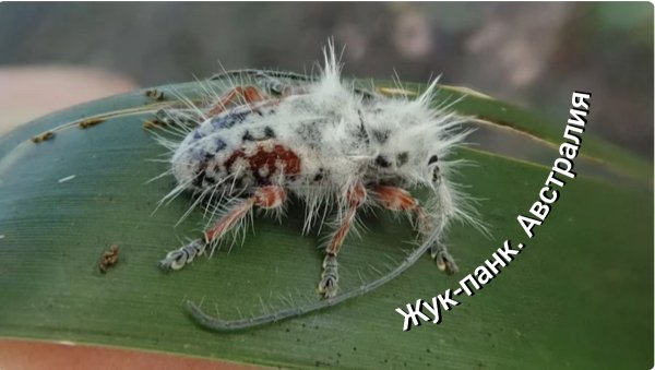 Жук-панк