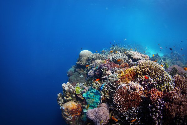 Underwater world Corals Fish 591397 1280x853