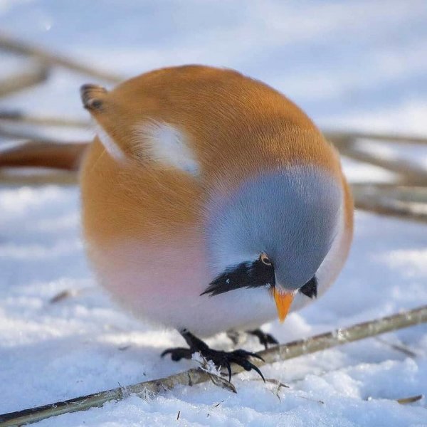 image (3) - 2020-07-15T025315.457