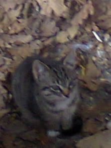 КОТЁНА-СИМОШЁНА