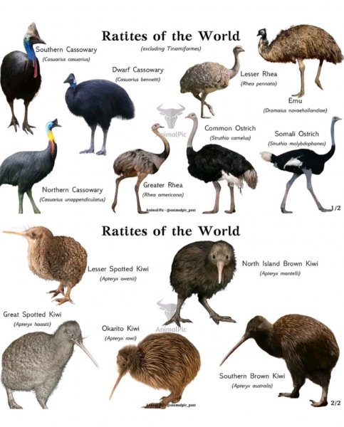 Бескиловые