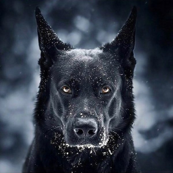 yr.charisma BbM288GlXDP