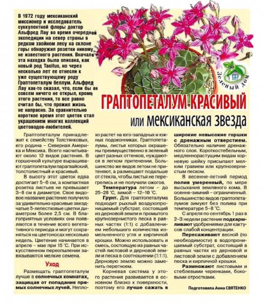 Мексиканская звезда