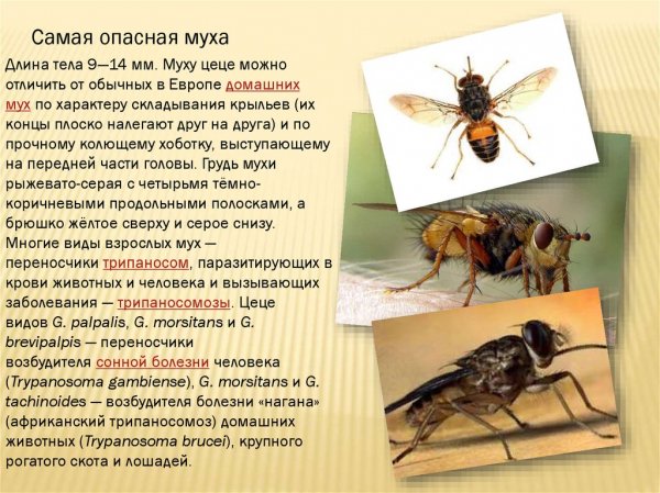 Муха цеце