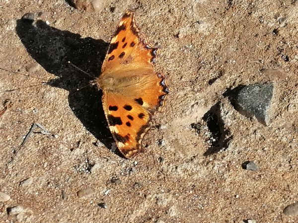 Последняя..