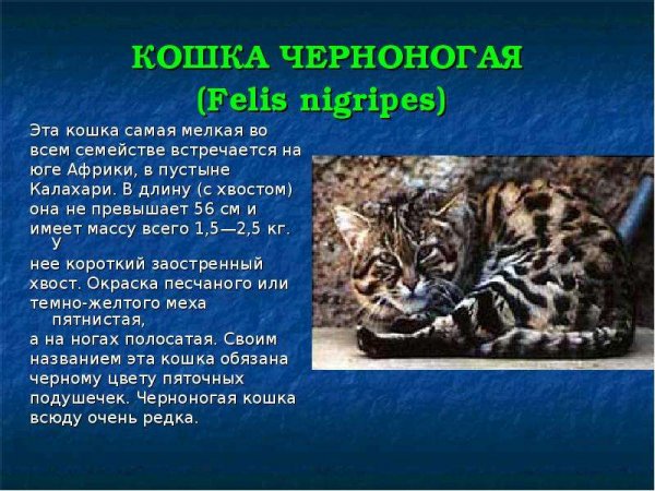 Кошка черноногая