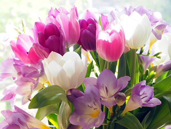 Tulips Crocuses Closeup 583217 598x450