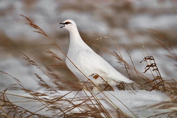 Belaia-kuropatka-kartinki-15