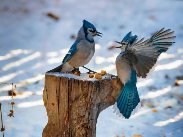 image (3) - 2020-07-15T025307.447