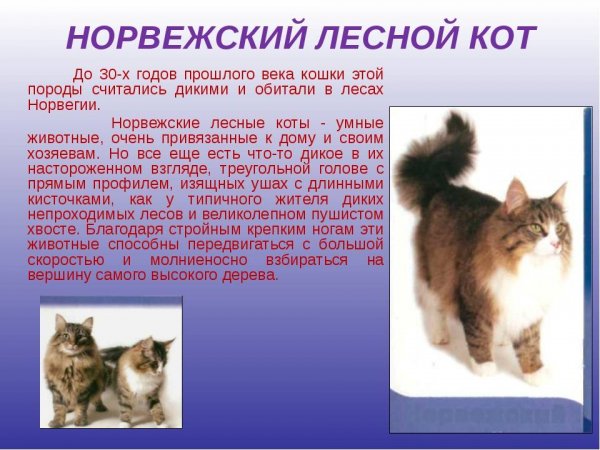 Норвежский лесной кот