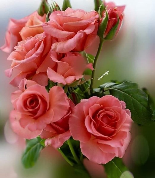 18-46-42-192716686 123271463237244 5482555167460476241 n