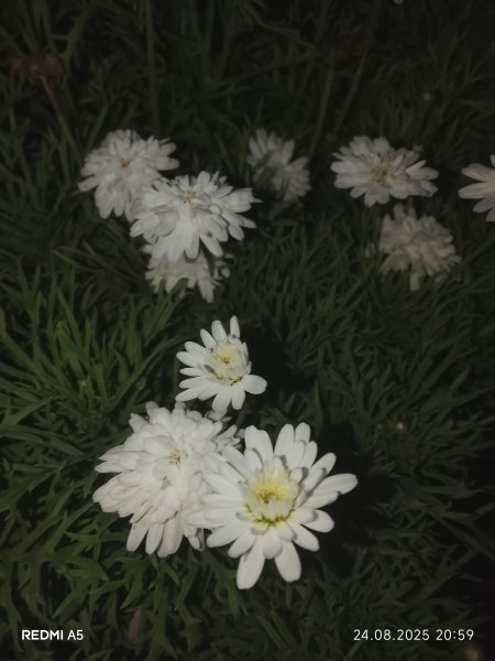 picture_395720183