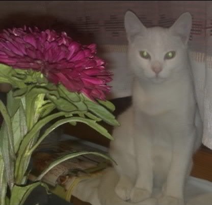 Мой кот-001