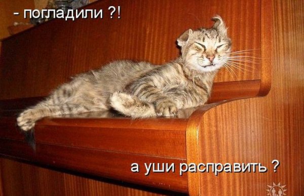 А уши расправить?