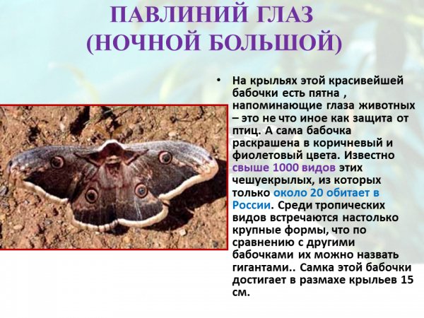 Павлиний глаз