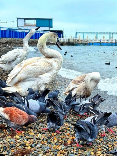 Анапа. Лебеди на галечном пляже