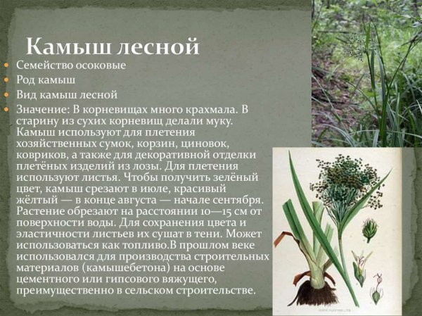 Камыш лесной