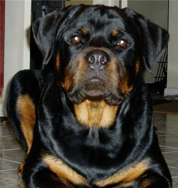el-perro-mas-bonito-del-mundo-rottweiler
