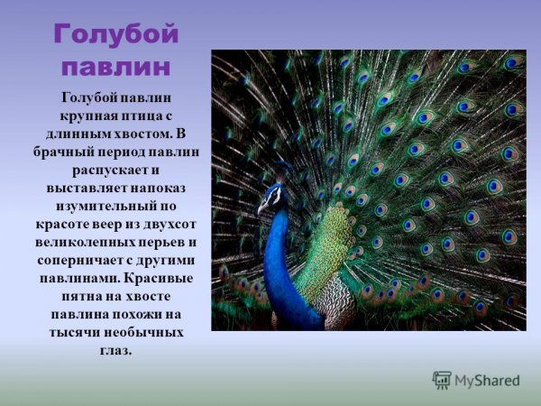 Голубой павлин