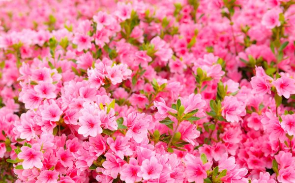 Wallpaper-pink-flowers-garden-flowers