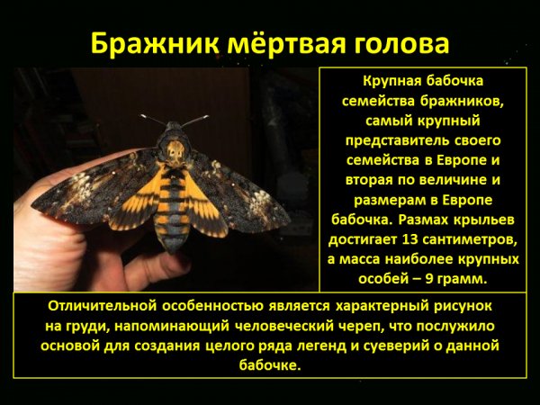 Бражник "Мёртвая голова"