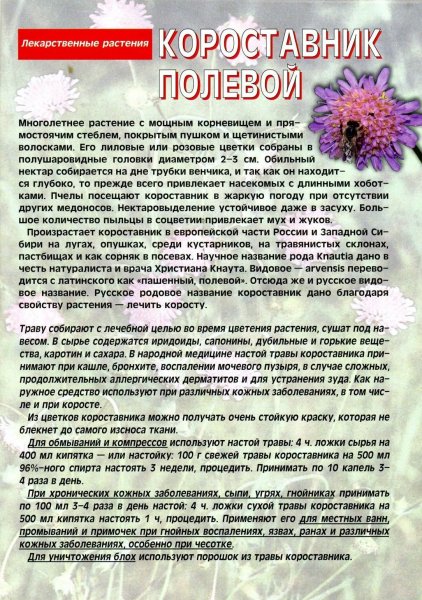 Короставник полевой