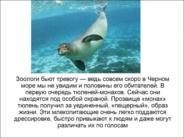 Тюлень - монах