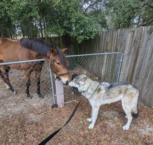 Лошади, похоже, обожают мою собаку