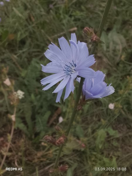 picture_396375265