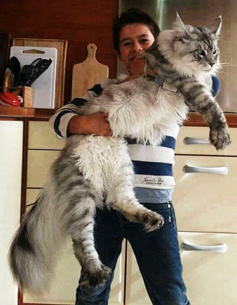 кошки 003200