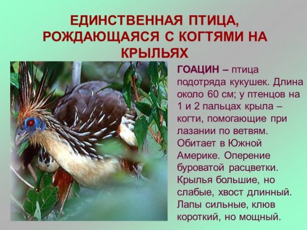 Гоацин
