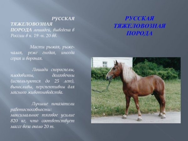 Русская тяжеловозная порода