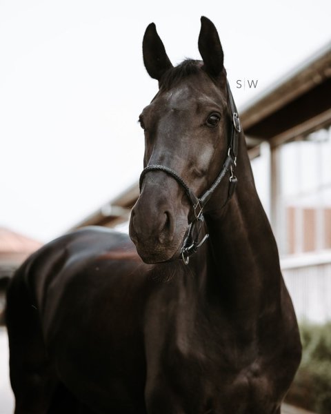 MEDIA # OF HORSE