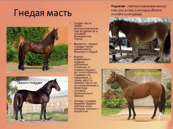 Гнедая масть