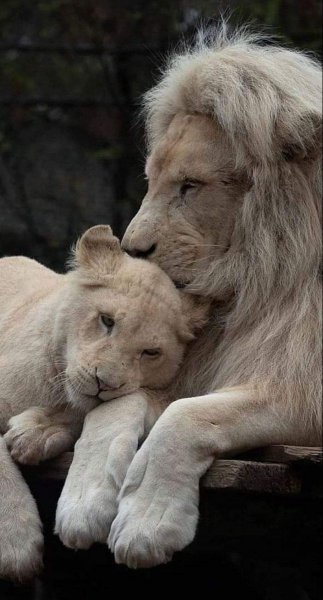 dad95b6352f3ec3f7c341cc251a5c1c1