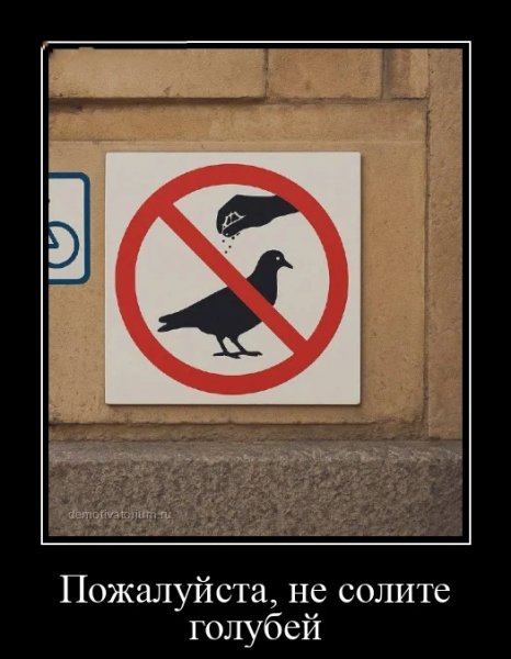 Голуби