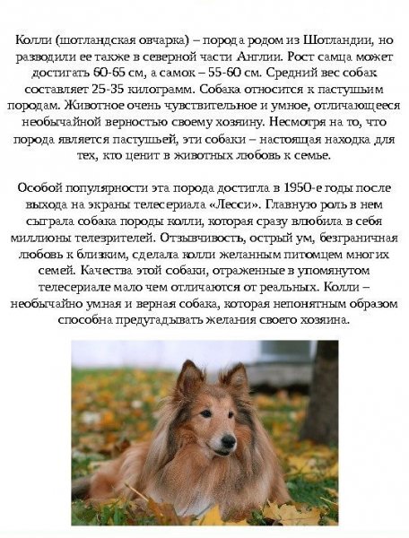 Шотландская овчарка