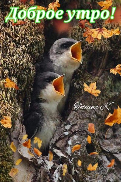 Доброе утро!