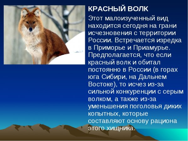 Красный волк