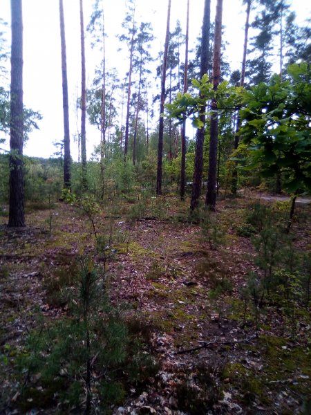 IMG 20200531 115009