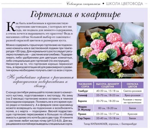 Гортензия в квартире
