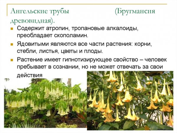 Ангельские трубы