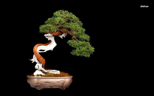 21-bonsai