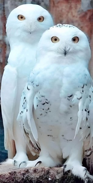 Полярные Совы