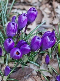 Krokus shafran tsvety