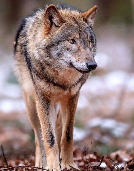 Волк одиночка