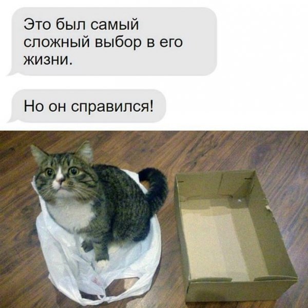 КотЭ)